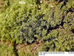 Attēlu rezultāti vaicājumam “Dicranum montanum”