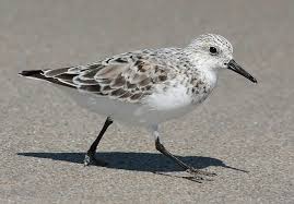 Attēlu rezultāti vaicājumam “Calidris”