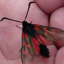 Attēlu rezultāti vaicājumam “Zygaena filipendulae”