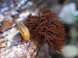 Attēlu rezultāti vaicājumam “Stemonitis splendens macro”