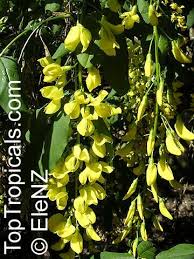 Attēlu rezultāti vaicājumam “Laburnum alpinum flower”