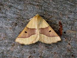 Attēlu rezultāti vaicājumam “Crocallis elinguaria”