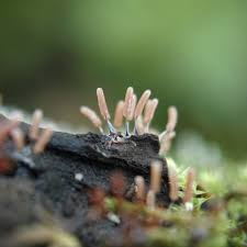 Attēlu rezultāti vaicājumam “Stemonitopsis hyperopta var. landewaldii young”