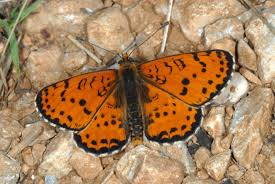 Attēlu rezultāti vaicājumam “Melitaea didyma male”