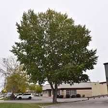 Attēlu rezultāti vaicājumam “Populus x jackii leaf”