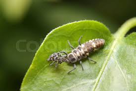 Attēlu rezultāti vaicājumam “Adalia bipunctata larva”