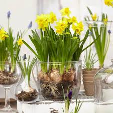 Attēlu rezultāti vaicājumam “Narcissus flower”