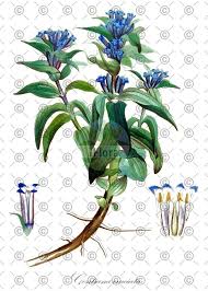 Attēlu rezultāti vaicājumam “Gentiana cruciata bud”