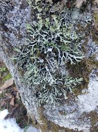 Attēlu rezultāti vaicājumam “Hypogymnia vittata”