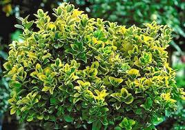 Attēlu rezultāti vaicājumam “Euonymus flower”
