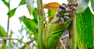Attēlu rezultāti vaicājumam “Urocystis anemones spores”