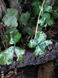 Attēlu rezultāti vaicājumam “Phytomyza minuscula”