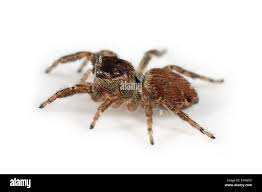 Attēlu rezultāti vaicājumam “Evarcha falcata female”