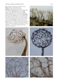 Attēlu rezultāti vaicājumam “Cribraria sp.”