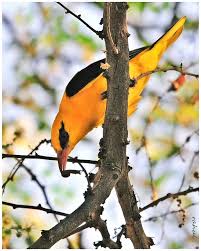 Attēlu rezultāti vaicājumam “Oriolus oriolus male”