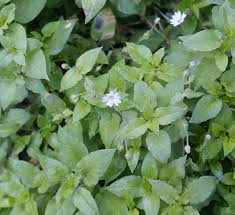Attēlu rezultāti vaicājumam “Myosoton aquaticum flower”
