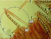 Attēlu rezultāti vaicājumam “Geopora arenicola”