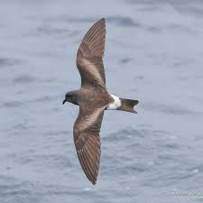 Image result for Oceanodroma castro