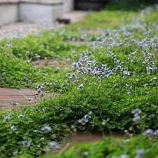 Attēlu rezultāti vaicājumam “Ombrophila violacea”