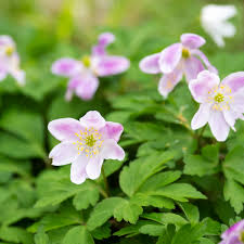 Image result for Buschwindröschen