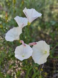 Attēlu rezultāti vaicājumam “Calystegia inflata flower”