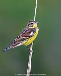 Image result for Emberiza aureola