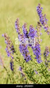 Image result for Ysop