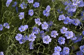 Attēlu rezultāti vaicājumam “Linaceae”