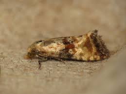 Attēlu rezultāti vaicājumam “Eupoecilia angustana”