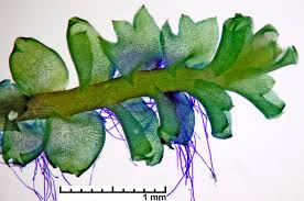 Attēlu rezultāti vaicājumam “Tritomaria”