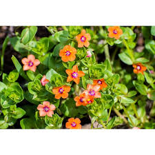 Attēlu rezultāti vaicājumam “Anagallis arvensis flower”