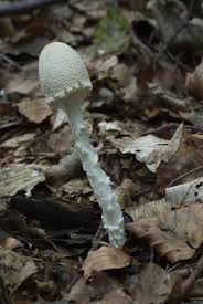 Attēlu rezultāti vaicājumam “Lepiota clypeolaria”