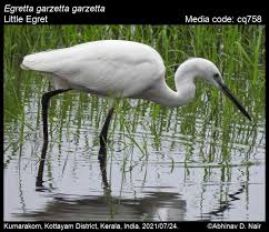 Image result for Egretta garzetta
