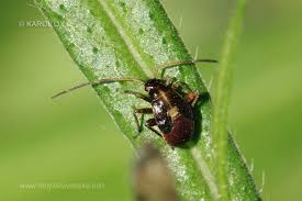 Attēlu rezultāti vaicājumam “Adelphocoris seticornis”