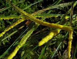 Attēlu rezultāti vaicājumam “Badhamia lilacina var. megaspora spores”