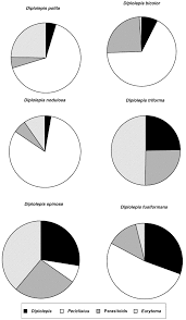 Attēlu rezultāti vaicājumam “Diplolepis bicolor”