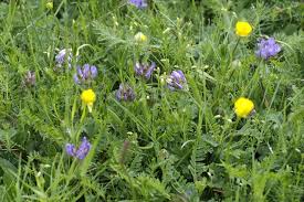 Attēlu rezultāti vaicājumam “Astragalus danicus”