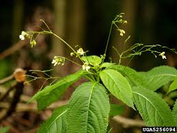Attēlu rezultāti vaicājumam “Impatiens parviflora flower”