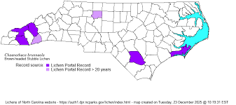 Attēlu rezultāti vaicājumam “Chaenotheca brunneola”