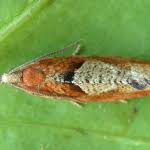 Attēlu rezultāti vaicājumam “Epinotia brunnichana”