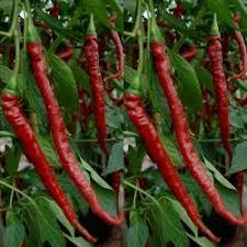 Afbeeldingsresultaat voor joe long cayenne hot pepper