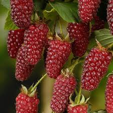 Attēlu rezultāti vaicājumam “Rubus plicatus fruit”