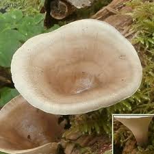 Attēlu rezultāti vaicājumam “Polyporus tubaeformis”