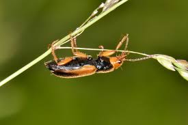 Attēlu rezultāti vaicājumam “Diachromus germanus”