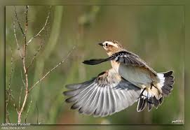 Attēlu rezultāti vaicājumam “Saxicola rubetra juvenile”