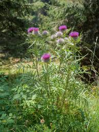 Attēlu rezultāti vaicājumam “Cirsium heterophyllum leaf”