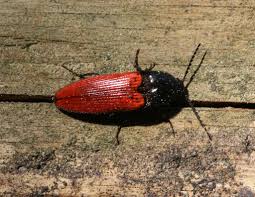 Attēlu rezultāti vaicājumam “Ampedus sanguineus”