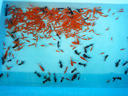 Image result for 出目金