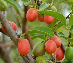 Attēlu rezultāti vaicājumam “Saxifraga cymbalaria fruit”