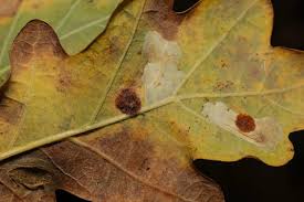 Attēlu rezultāti vaicājumam “Neuroterus quercusbaccarum”